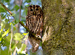 bosuil vogelbescherming