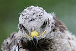 Buizerd