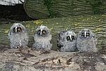 ransuilen
