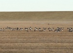 lauwersmeer
