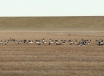 Lauwersmeer