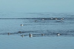 Lauwersmeer