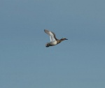 Lauwersmeer