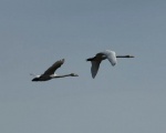 Lauwersmeer