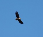 Lauwersmeer