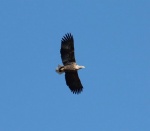 Lauwersmeer