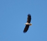 Lauwersmeer