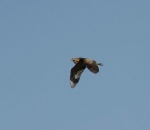 lauwersmeer