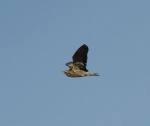 lauwersmeer