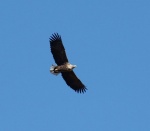 Lauwersmeer