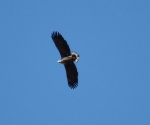 Lauwersmeer