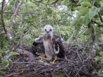 buizerd