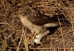 sperwer-in-de-tuin