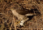 Sperwer in de Tuin