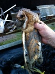 net-iets-te-groot